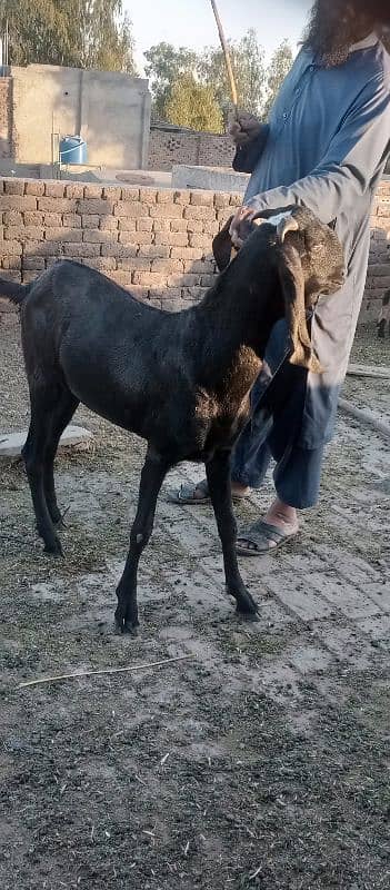 bital bakra black 5