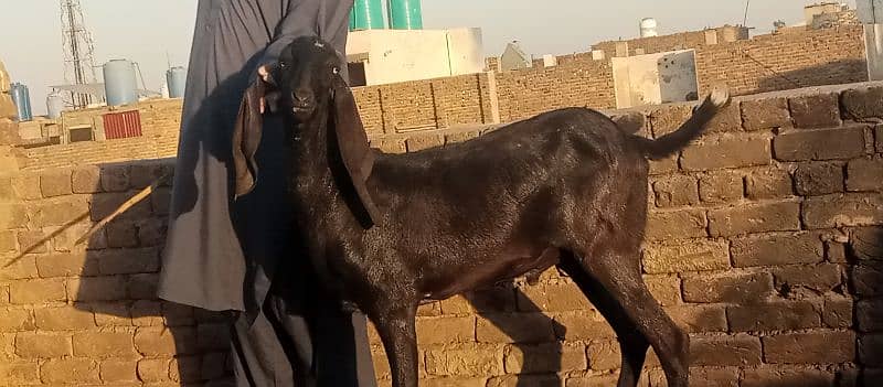 bital bakra black 6