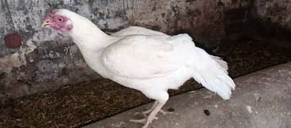 breeder aseel hen