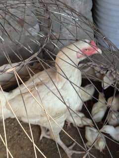 chicks