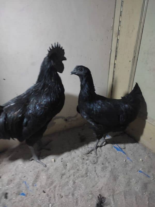 Ayam cemani 0