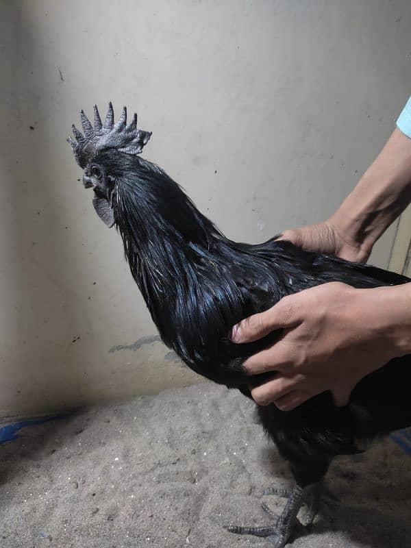 Ayam cemani 1