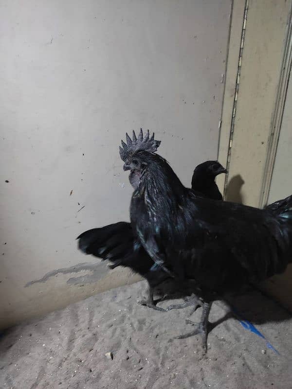 Ayam cemani 2