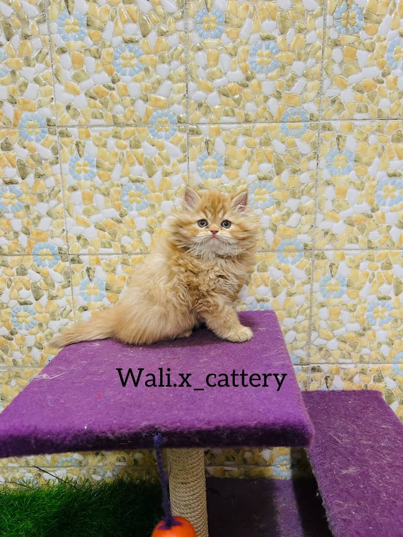 high quality kitten|Punch face Kittens|persian cat|cute|tripple|fluffy 0