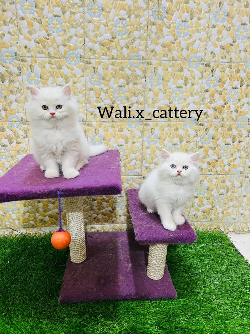 high quality kitten|Punch face Kittens|persian cat|cute|tripple|fluffy 1