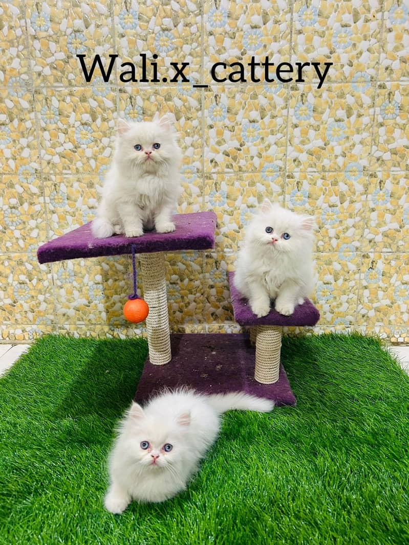 high quality kitten|Punch face Kittens|persian cat|cute|tripple|fluffy 2