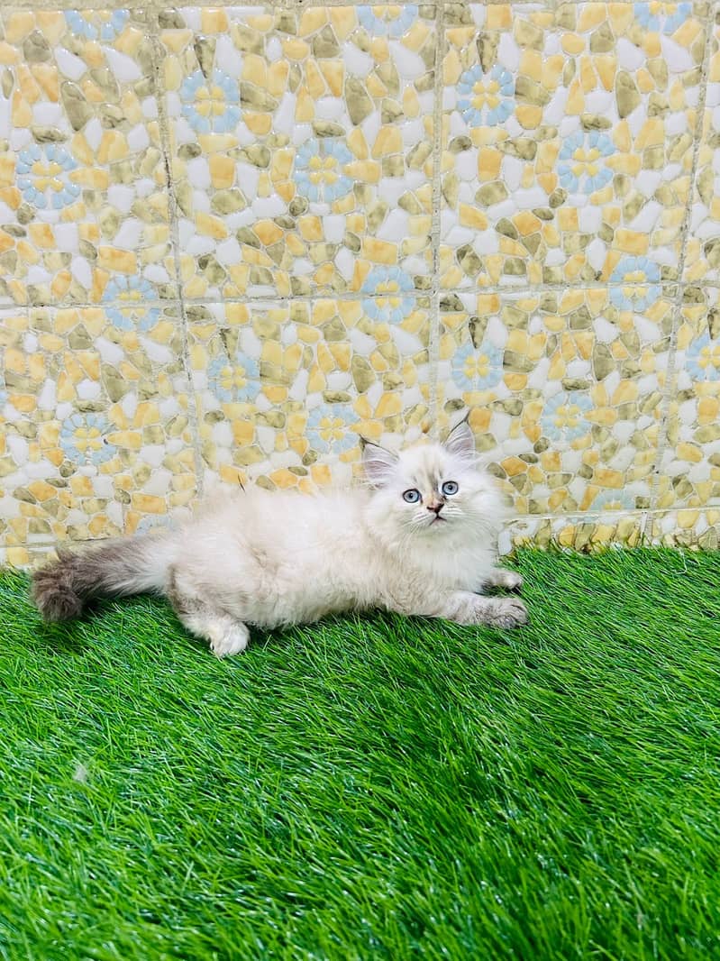 high quality kitten|Punch face Kittens|persian cat|cute|tripple|fluffy 3