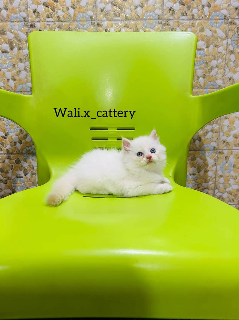 high quality kitten|Punch face Kittens|persian cat|cute|tripple|fluffy 4