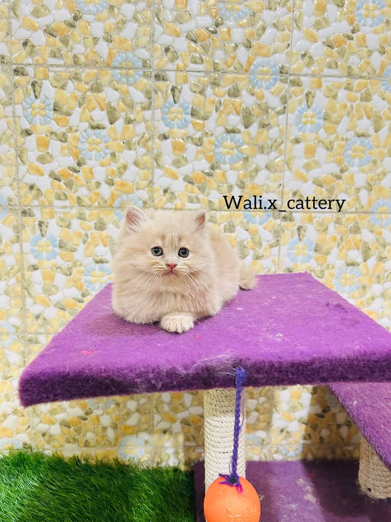 high quality kitten|Punch face Kittens|persian cat|cute|tripple|fluffy 6