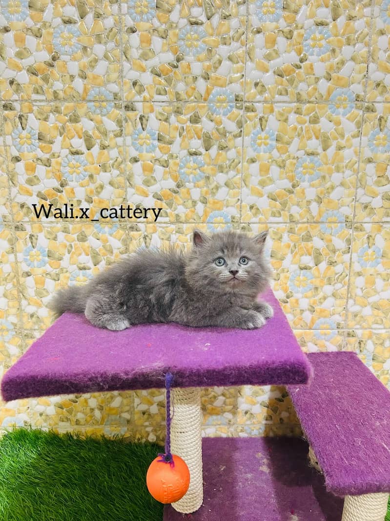 high quality kitten|Punch face Kittens|persian cat|cute|tripple|fluffy 7