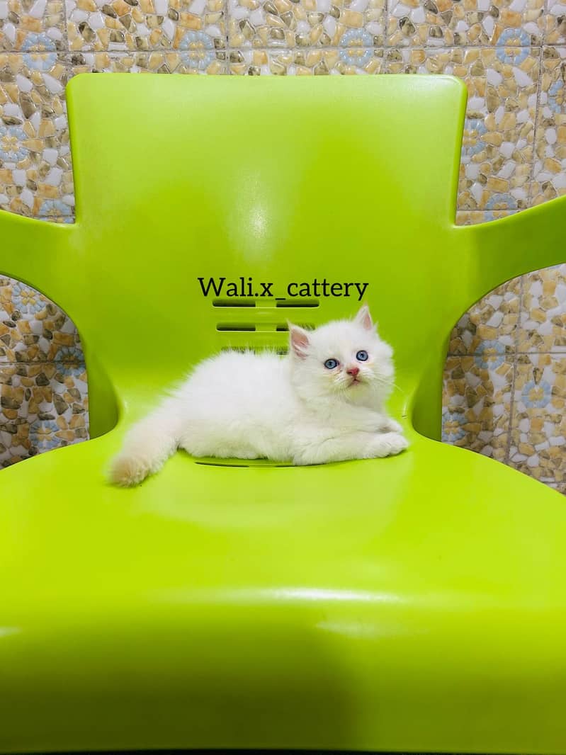 high quality kitten|Punch face Kittens|persian cat|cute|tripple|fluffy 8