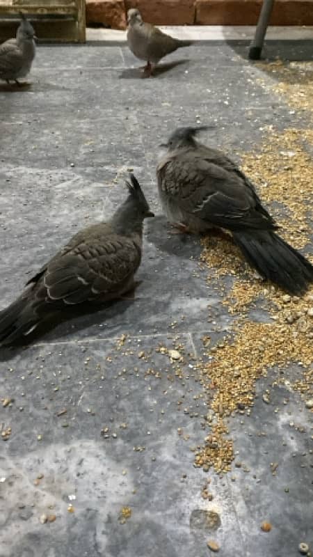 Crusted Dove Chicks & Breeder Pair Available 1