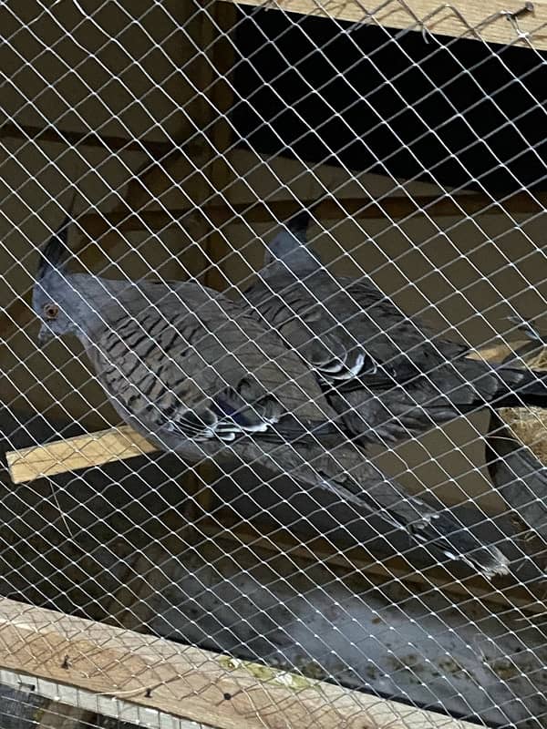 Crusted Dove Chicks & Breeder Pair Available 3