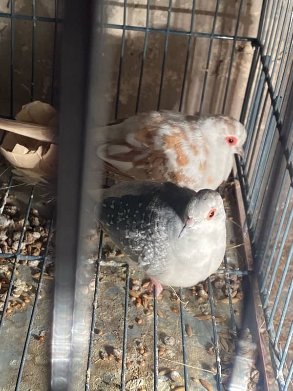 Crusted Dove Chicks & Breeder Pair Available 4