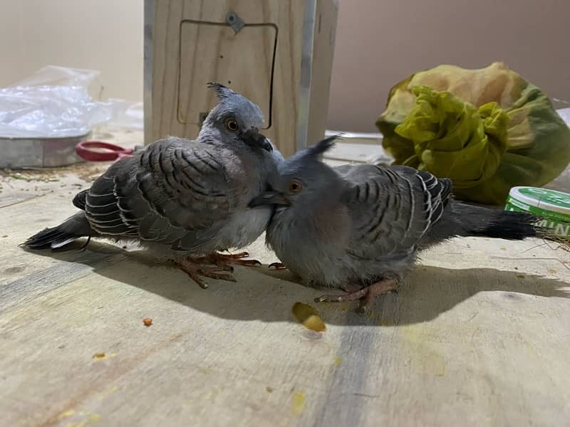 Crusted Dove Chicks & Breeder Pair Available 6