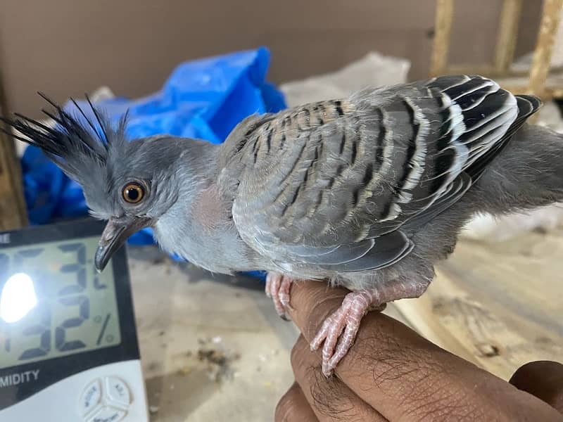 Crusted Dove Chicks & Breeder Pair Available 0