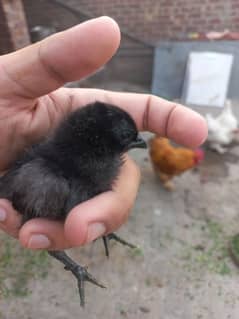 Ayam cemani | Goden buff
