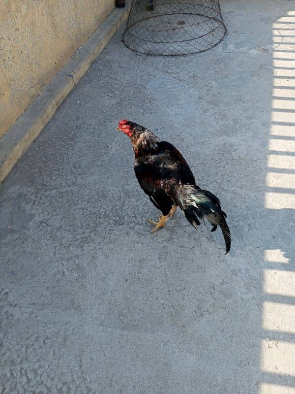 assel cock our hen 0