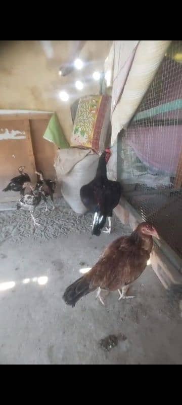 assel cock our hen 1