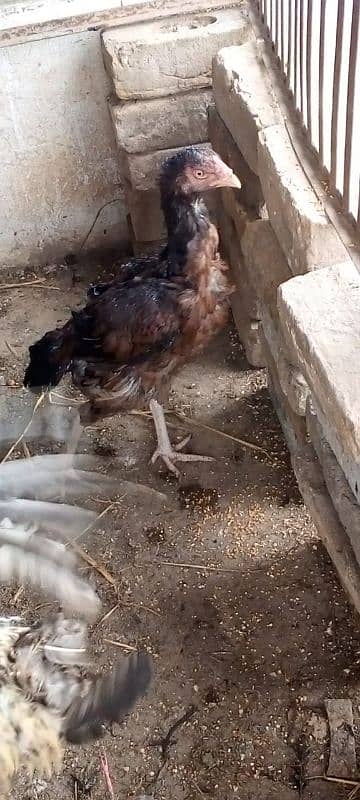 assel cock our hen 2