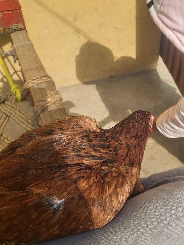 assel cock our hen 4