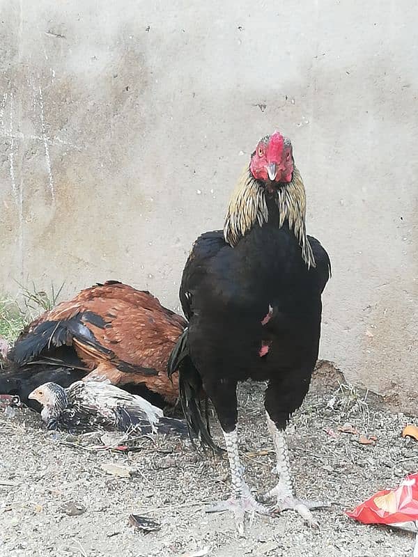 assel cock our hen 5