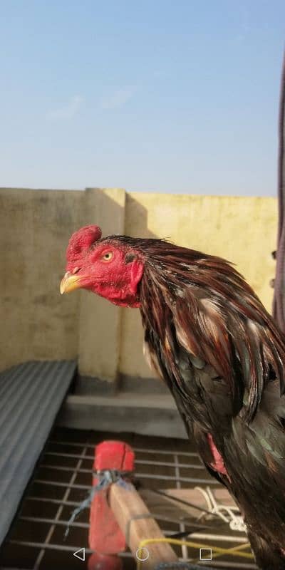 assel cock our hen 6