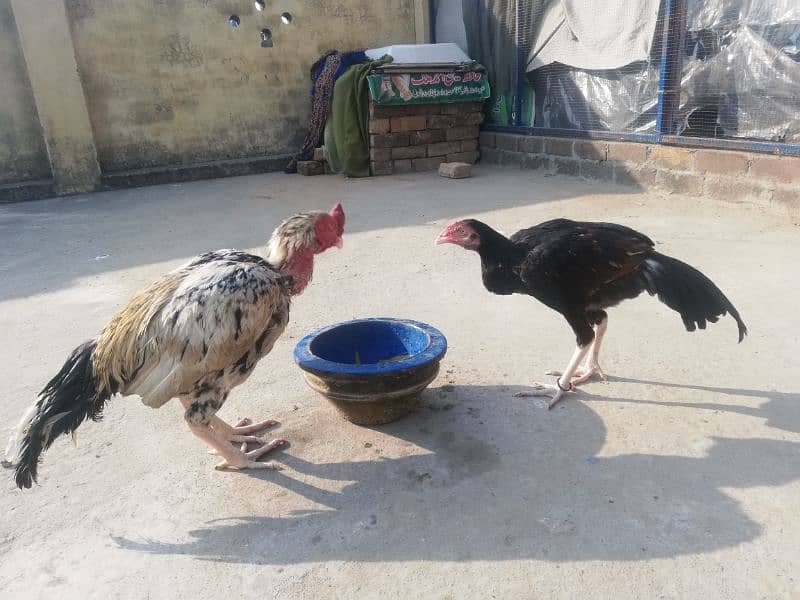 assel cock our hen 7