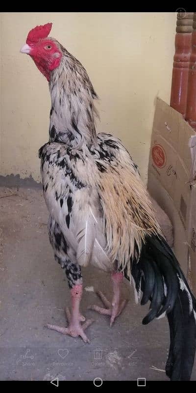 assel cock our hen 8