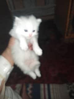 parshion