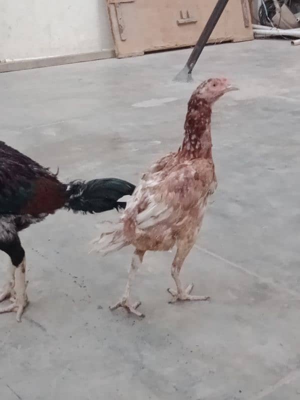 aseel hens pair 0