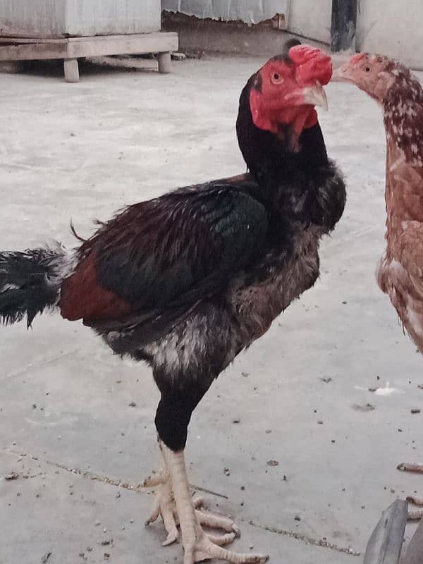 aseel hens pair 1