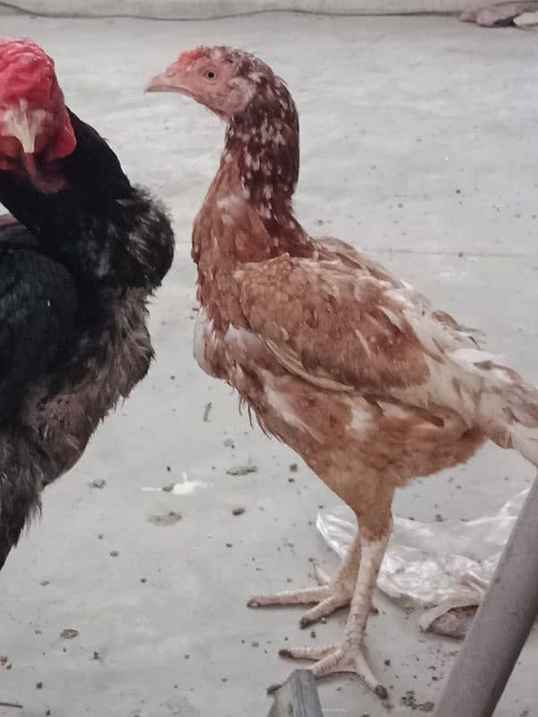 aseel hens pair 2