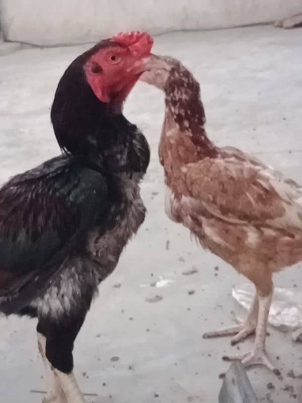 aseel hens pair 3