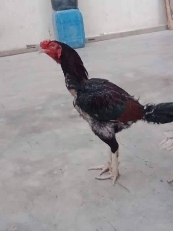aseel hens pair 4