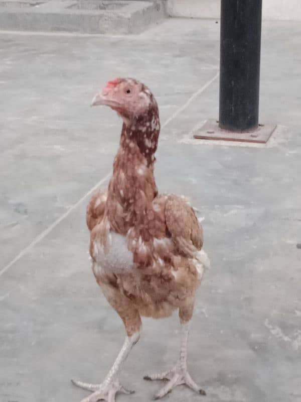 aseel hens pair 5