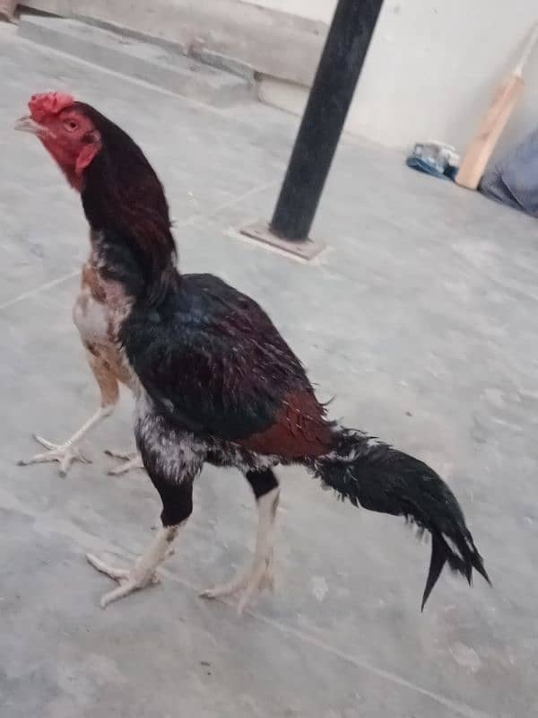 aseel hens pair 6
