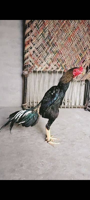 pure aseel patha 0