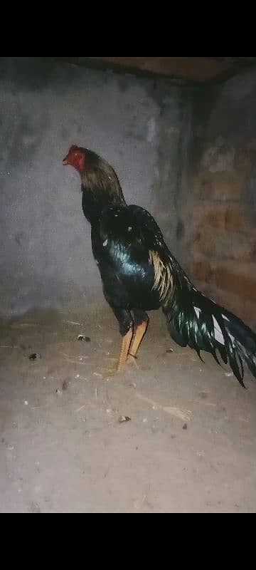 pure aseel patha 1