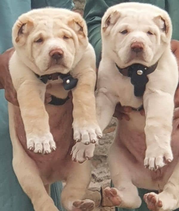 alabai security Dog 2 month pair for sale heavy bone 0