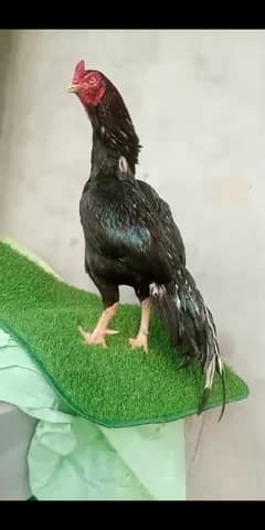 Lassani