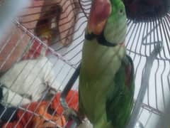 parrot