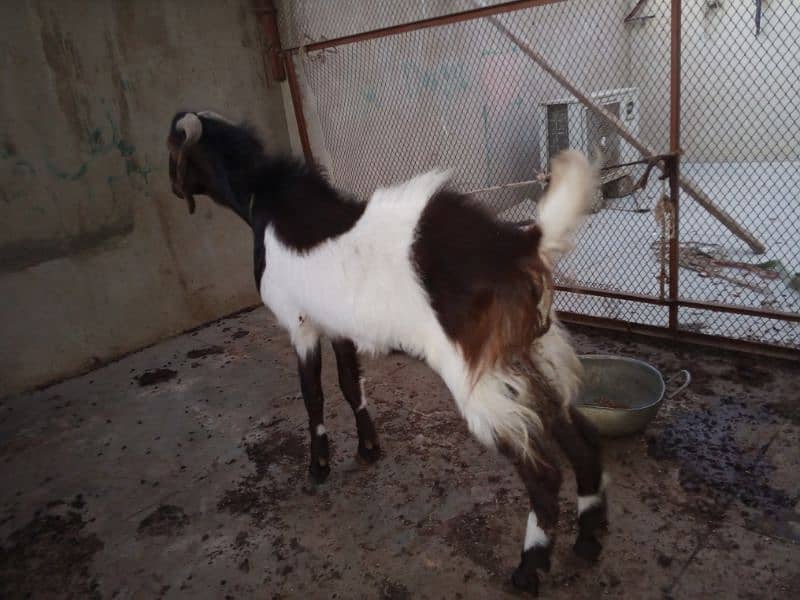 andoo bakra 2 dant 0