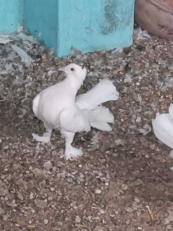 lakkay kabotor Fantail 0