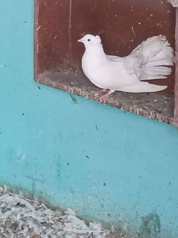 lakkay kabotor Fantail 4