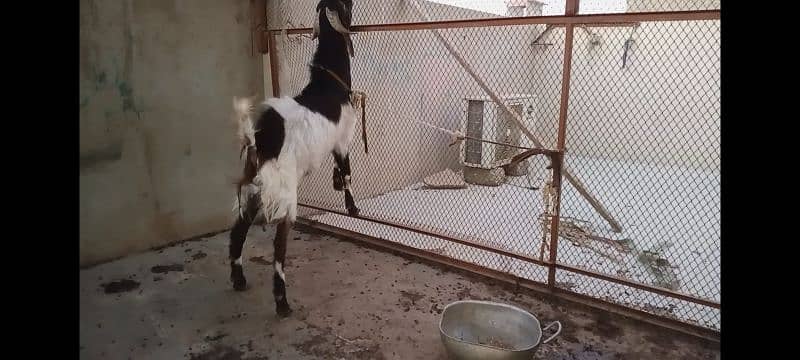 andoo bakra 2 dant 4