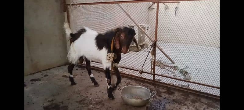 andoo bakra 2 dant 5