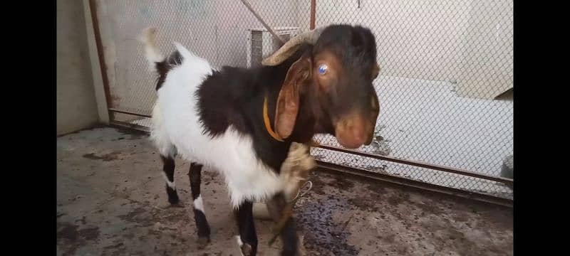 andoo bakra 2 dant 6