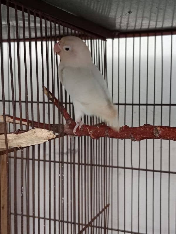 Albino Red Eye To Split Full Breeder Pair. 0