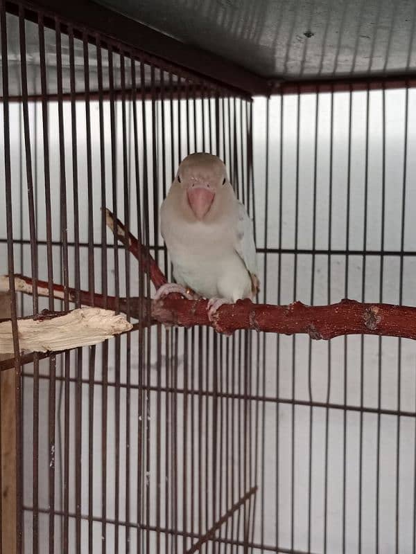 Albino Red Eye To Split Full Breeder Pair. 1